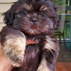 Shih Tzus by Elaine
