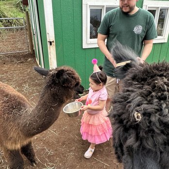 Maui Alpaca - Feeding the lovely alpacas. - Attraction Farms Near Me - Makawao, Hawaii Maui Alpaca - Feeding the lovely alpacas. - Attraction Farms Near Me - Makawao, Hawaii