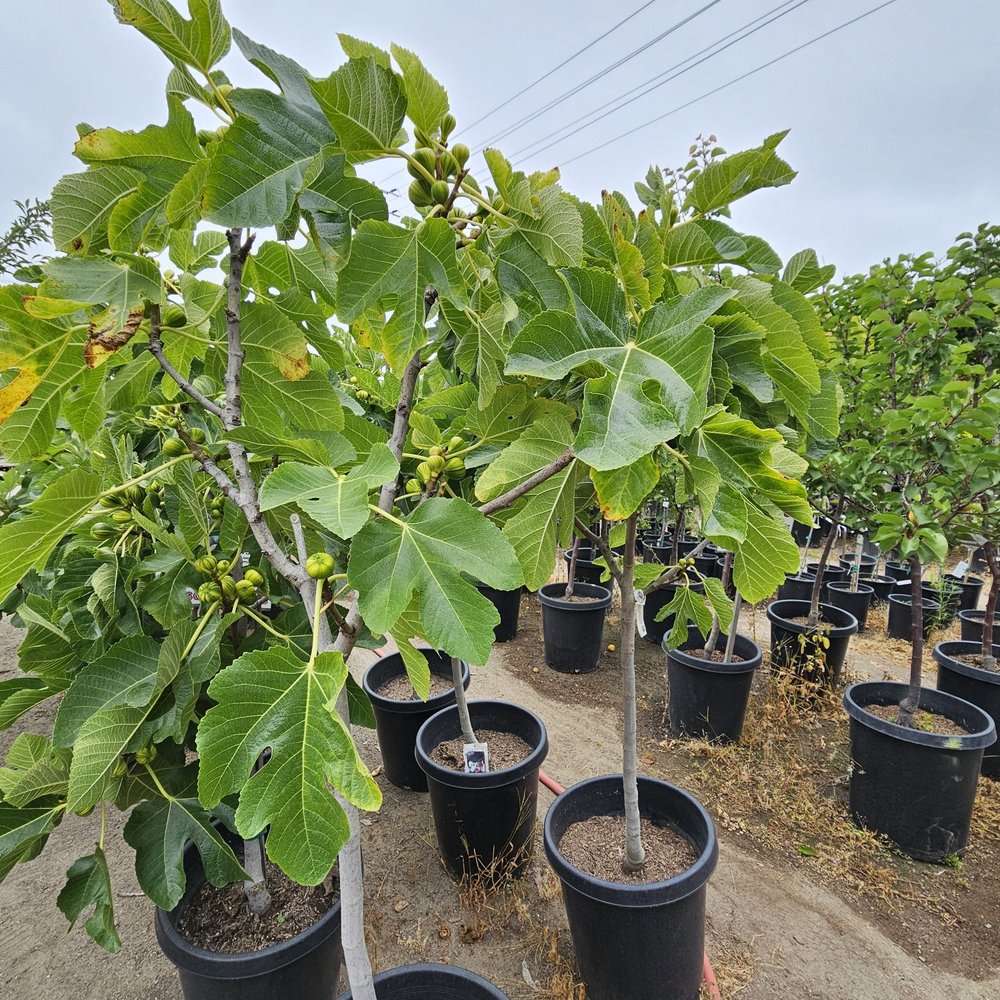 Mimosa Nursery - Fig. 6/14/2025 - Nurseries & Gardening Near Me - Anaheim, California Mimosa Nursery - Fig. 6/14/2025 - Nurseries & Gardening Near Me - Anaheim, California