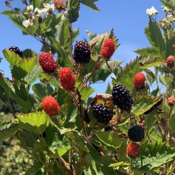 U Pick at Webb Ranch - Ollaberry - Pick Your Own Farms Near Me - Portola Valley, California U Pick at Webb Ranch - Ollaberry - Pick Your Own Farms Near Me - Portola Valley, California