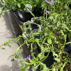 Menards - Dying plants