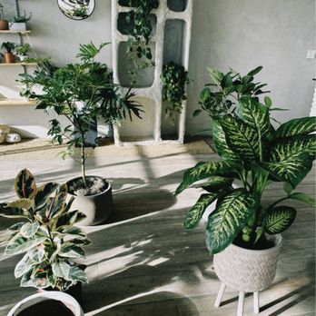 Namoo Plant Shop - Nurseries & Gardening Near Me - La Mirada, California Namoo Plant Shop - Nurseries & Gardening Near Me - La Mirada, California