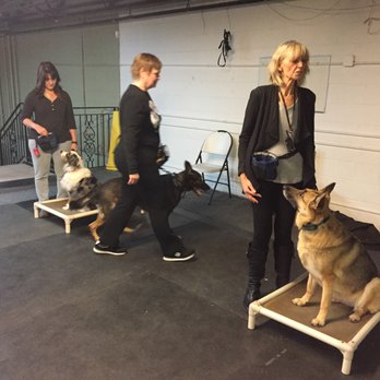 K9 Unlimited - Wednesday night group advanced obedience - Pet Training Near Me K9 Unlimited - Wednesday night group advanced obedience - Pet Training Near Me