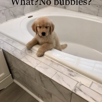 Chad Harvey Home Improvements - Puppy loves it - General Contractors Near Me