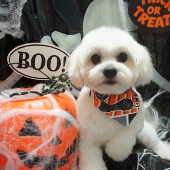 Doggy Box - Pet Groomers Near Me - Honolulu, Hawaii Doggy Box - Pet Groomers Near Me - Honolulu, Hawaii