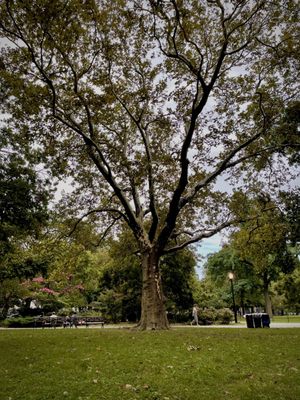 McCarren Park by null