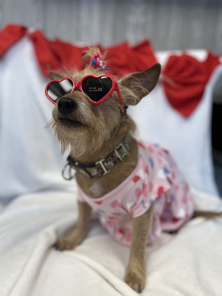 DILWORTH DOG GROOMING Updated August 2024 47 Photos & 37 Reviews