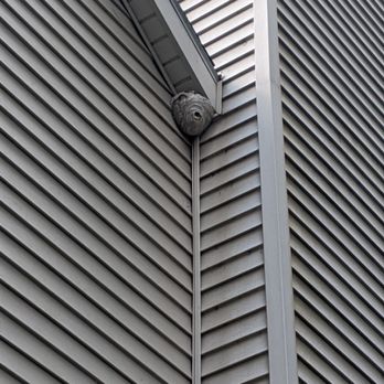 Old School Pest Control - Bald Faced Hornets nest - Pest Control Near Me - Glenns Falls, New York