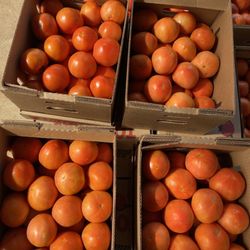 Croom Farms
