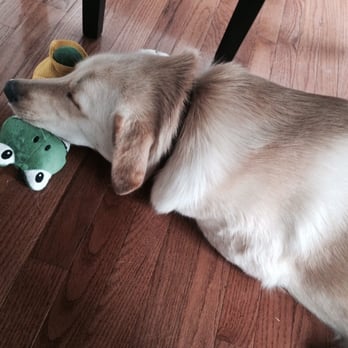 A Loving Leash - Pet Sitting Near Me - Cornelius, North Carolina