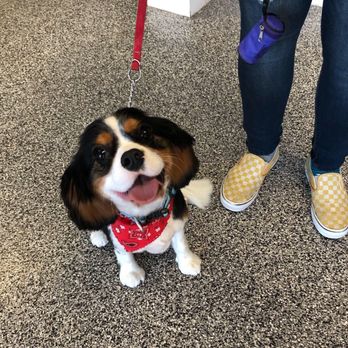 Prestige Pet Salon - Pet Groomers Near Me - Chandler, Arizona Prestige Pet Salon - Pet Groomers Near Me - Chandler, Arizona
