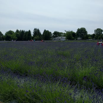 Lavender by the Bay - Pick Your Own Farms Near Me - East Marion, New York Lavender by the Bay - Pick Your Own Farms Near Me - East Marion, New York