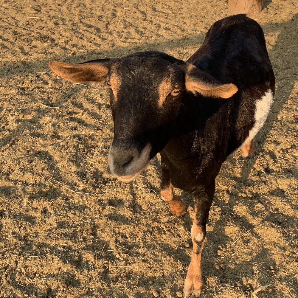 Mountain Valley Ranch - Many many goats! - Pumpkin Patches Near Me - Ramona, California Mountain Valley Ranch - Many many goats! - Pumpkin Patches Near Me - Ramona, California