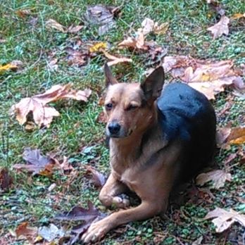 Carey Pet Care Services - Nothing better than a walk in the park. - Pet Boarding Near Me Carey Pet Care Services - Nothing better than a walk in the park. - Pet Boarding Near Me