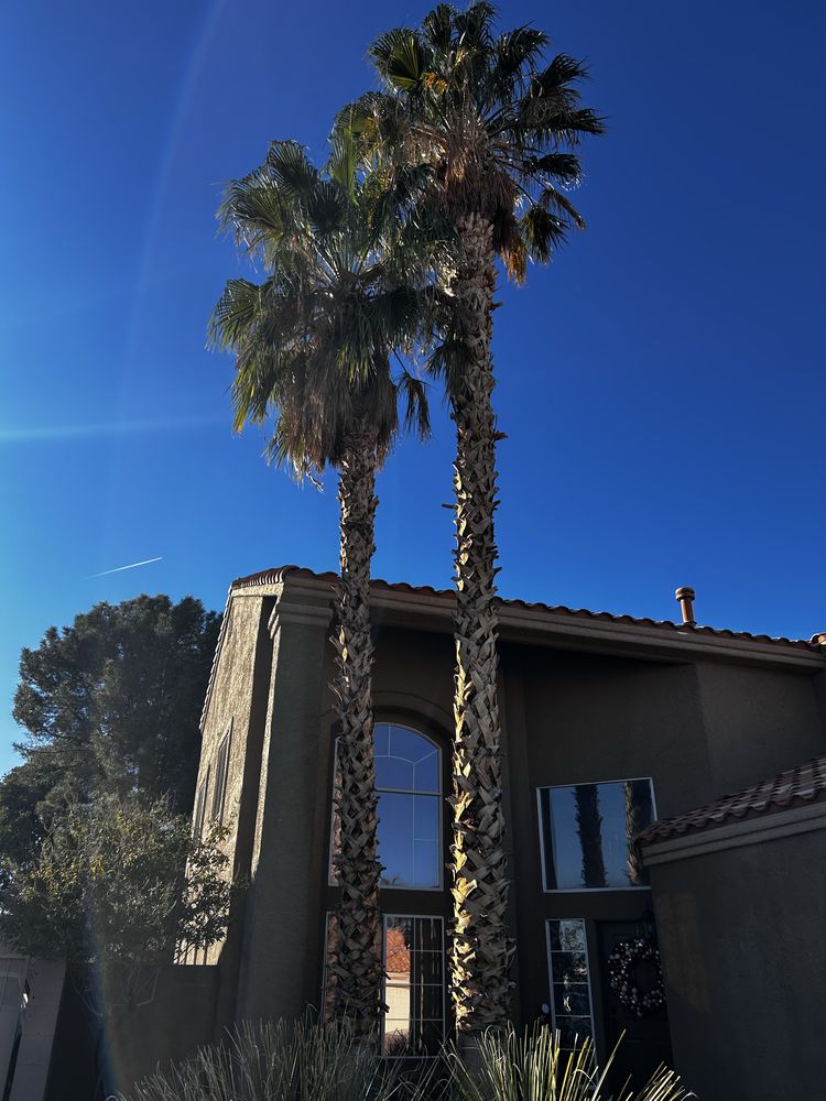 Buttercup Landscaping - tree service in Las Vegas, NV