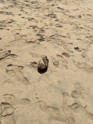 El Gallito ( Gringo Beach ) by null