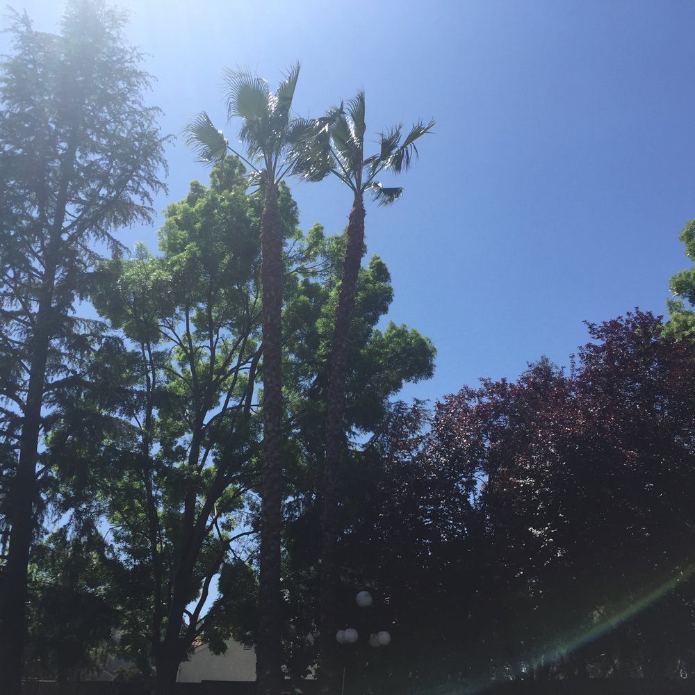 Duran's Tree service - Tree Services Near Me