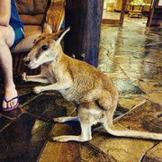 Photo of Thala Beach Lodge - Port Douglas Queensland, Australia. Apple is so awesome!