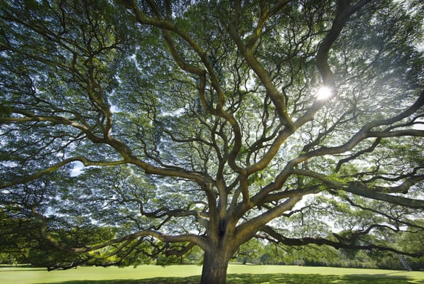 Moanalua Gardens by null