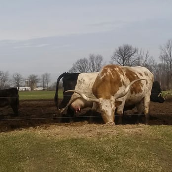 Calder Dairy & Farm - Long horn - Ice Cream & Frozen Yogurt Near Me - Carleton, Michigan
