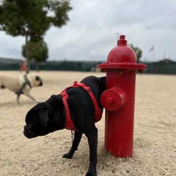 Orange Dog Park - Barry - Dog Parks Near Me - Orange, California Orange Dog Park - Barry - Dog Parks Near Me - Orange, California