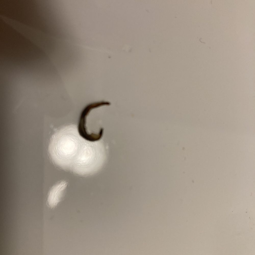 Blaze Pizza - Hard razor sharp piece of metal I spit out from my pizza. - Pizza Near Me - Mason, Ohio
