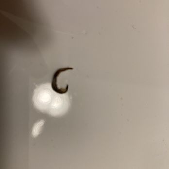 Blaze Pizza - Hard razor sharp piece of metal I spit out from my pizza. - Pizza Near Me - Mason, Ohio Blaze Pizza - Hard razor sharp piece of metal I spit out from my pizza. - Pizza Near Me - Mason, Ohio