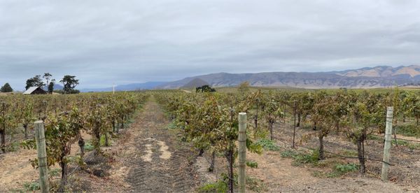 Biddle Ranch Vineyard by null