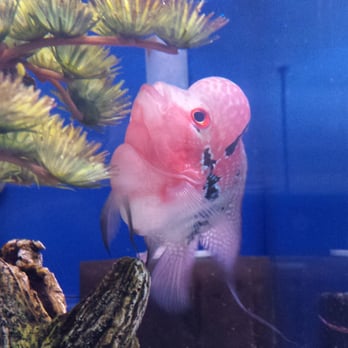 Alaska Coral & Fish - Aquariums Near Me - Anchorage, Alaska Alaska Coral & Fish - Aquariums Near Me - Anchorage, Alaska