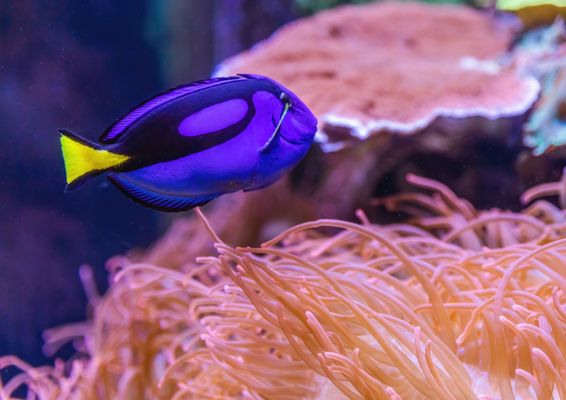 Aquarium of the Bay by null