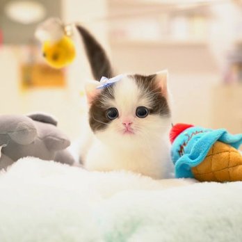 Munchkin Cat House - Pet Breeders Near Me - Joplin, Missouri Munchkin Cat House - Pet Breeders Near Me - Joplin, Missouri