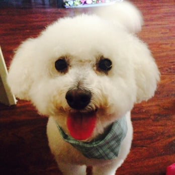 One Stop Mobile Pet Grooming - Thanks Sarah, Henny looks great! - Pet Groomers Near Me One Stop Mobile Pet Grooming - Thanks Sarah, Henny looks great! - Pet Groomers Near Me