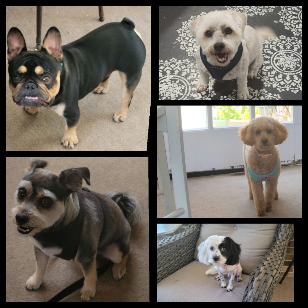 JO’S DOG GROOMING Franklin Park, Illinois Pet Groomers Phone