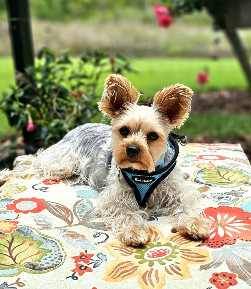 4 PAWS GROOMING Updated July 2024 14 Photos & 11 Reviews 15058