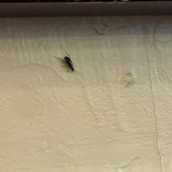 Thai Smile - Cockroach