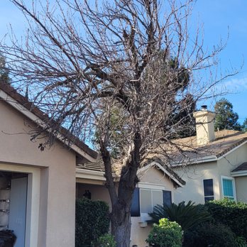 Sierra Valley Tree Service - This is the before shot. - Tree Services Near Me - Sacramento, California Sierra Valley Tree Service - This is the before shot. - Tree Services Near Me - Sacramento, California