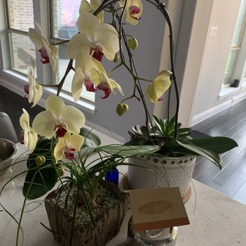 Mikells Florist - Orchid Plant for Birthday - Floral Designers Near Me Mikells Florist - Orchid Plant for Birthday - Floral Designers Near Me