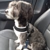 The Bath House Pet Salon gift card