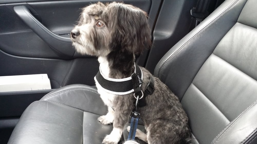 THE BATH HOUSE PET SALON Updated September 2024 27 Reviews 4708 116th St E,