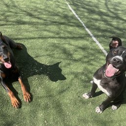 Goose (on the right) having fun with friends at Ohana. Goose (on the right) having fun with friends at Ohana.