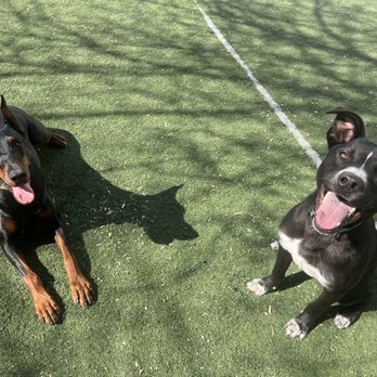 Ohana K9 Academy - Goose (on the right) having fun with friends at Ohana. - Pet Training Near Me - Fresno, California Ohana K9 Academy - Goose (on the right) having fun with friends at Ohana. - Pet Training Near Me - Fresno, California