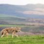 Photo of Point Reyes Safaris