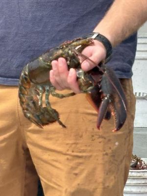 Lucky Catch Cruises by null