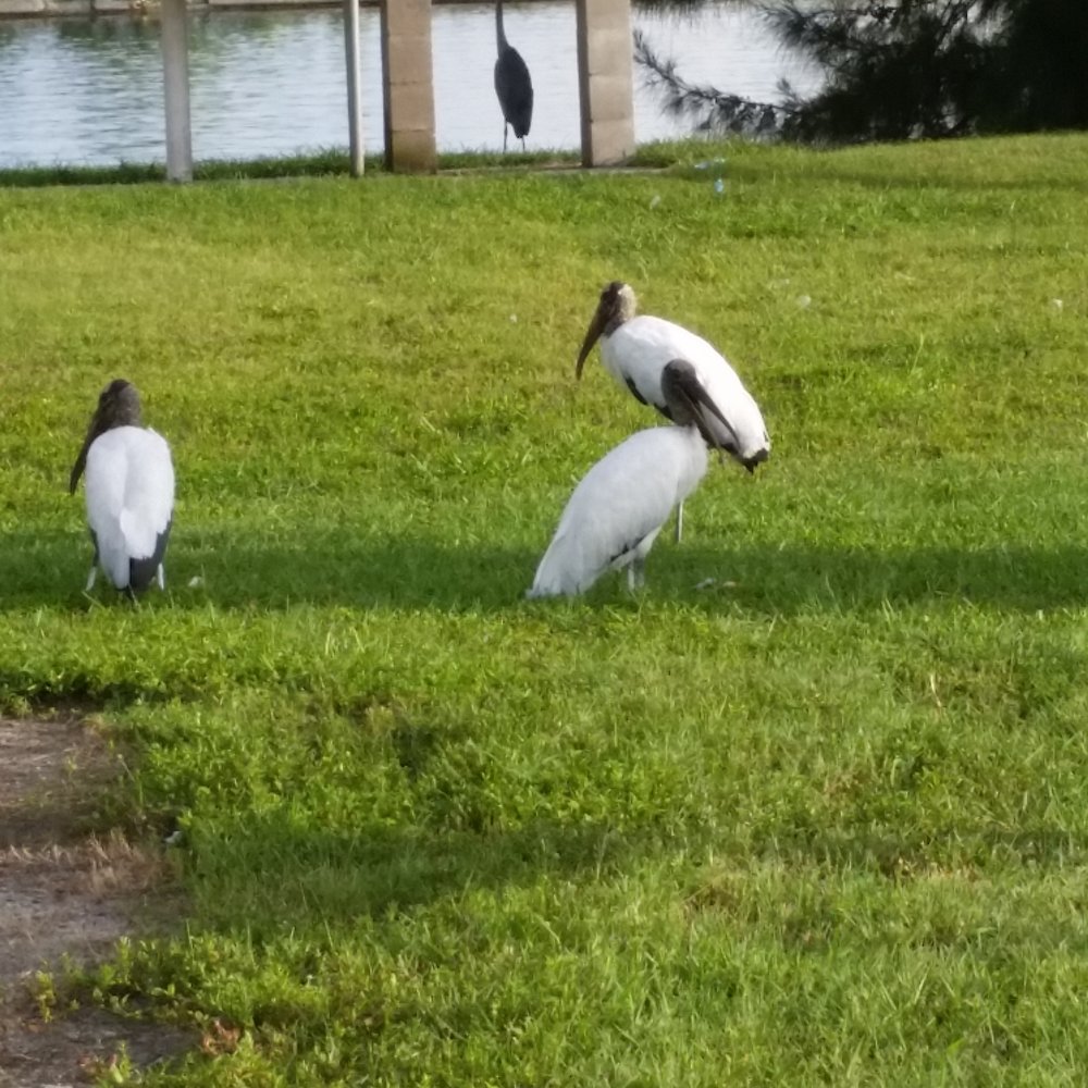 A.J. Palonis Jr. Park - Three Wood Storks and a Blue Heron watching the boaters loading and hoping they drop a fish or two their way! - Parks Near Me - Tampa, Florida A.J. Palonis Jr. Park - Three Wood Storks and a Blue Heron watching the boaters loading and hoping they drop a fish or two their way! - Parks Near Me - Tampa, Florida