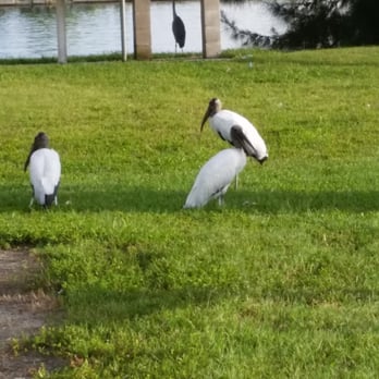 A.J. Palonis Jr. Park - Three Wood Storks and a Blue Heron watching the boaters loading and hoping they drop a fish or two their way! - Parks Near Me - Tampa, Florida A.J. Palonis Jr. Park - Three Wood Storks and a Blue Heron watching the boaters loading and hoping they drop a fish or two their way! - Parks Near Me - Tampa, Florida