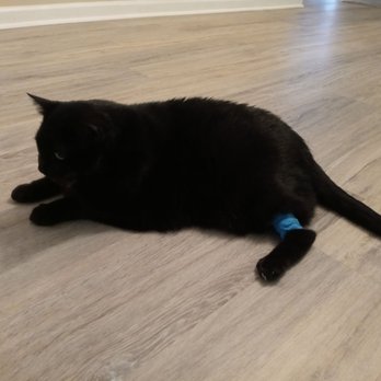Jacksonville Humane Society - My fat cat - Veterinarians Near Me - Jacksonville, Florida Jacksonville Humane Society - My fat cat - Veterinarians Near Me - Jacksonville, Florida
