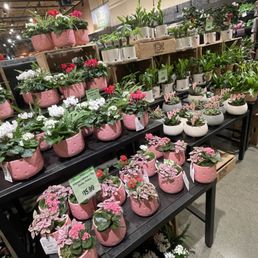 Plants! Plants!