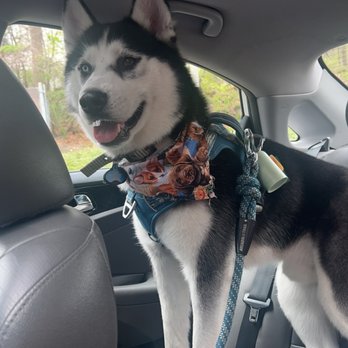 Shelton Veterinary Center - Groomed Siberian Husky standing in the backseat of a silver sedan looking out the dashboard window with grey leather interior. - Veterinarians Near Me - Shelton, Connecticut Shelton Veterinary Center - Groomed Siberian Husky standing in the backseat of a silver sedan looking out the dashboard window with grey leather interior. - Veterinarians Near Me - Shelton, Connecticut