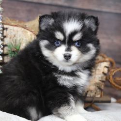 Shadow Ridge Veterinary Hospital & Urgent Care