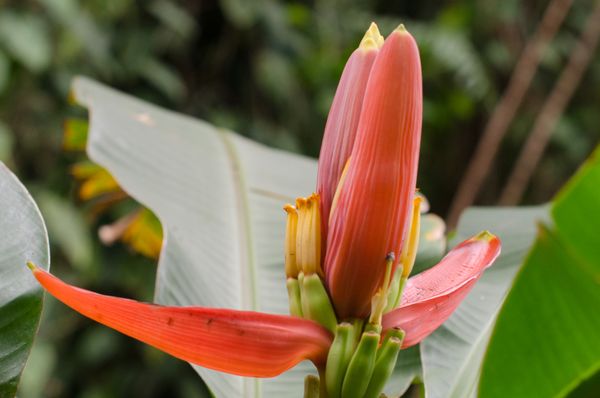 Hawai‘i Tropical Botanical Garden by null